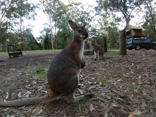 A Wallabee sighting.